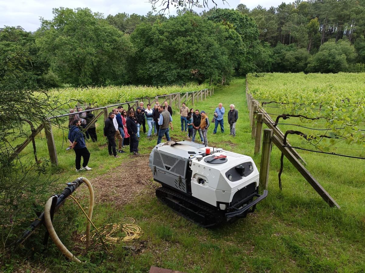 La prueba con el robot sulfatador autónomo fabricado en China, desarrollada esta mañana en viñedos de Vilanova de Arousa.
