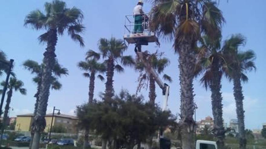 Trabajo de cuidado en unas palmeras de la ciudad.