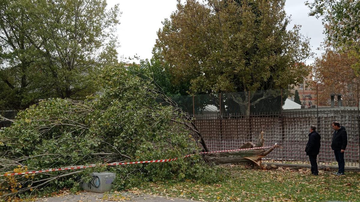 Consecuencias de la tormenta del lunes: árbol caído junto al Tiro de Pichón, este martes.