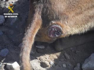 La Guardia Civil esclareció un delito de maltrato animal en Fuerteventura