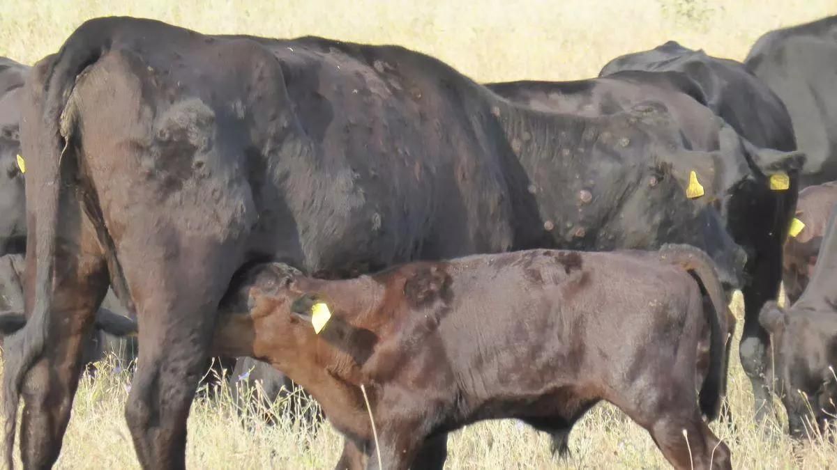 Imagen de archivo de unas vacas con dermatosis nodular contagiosa
