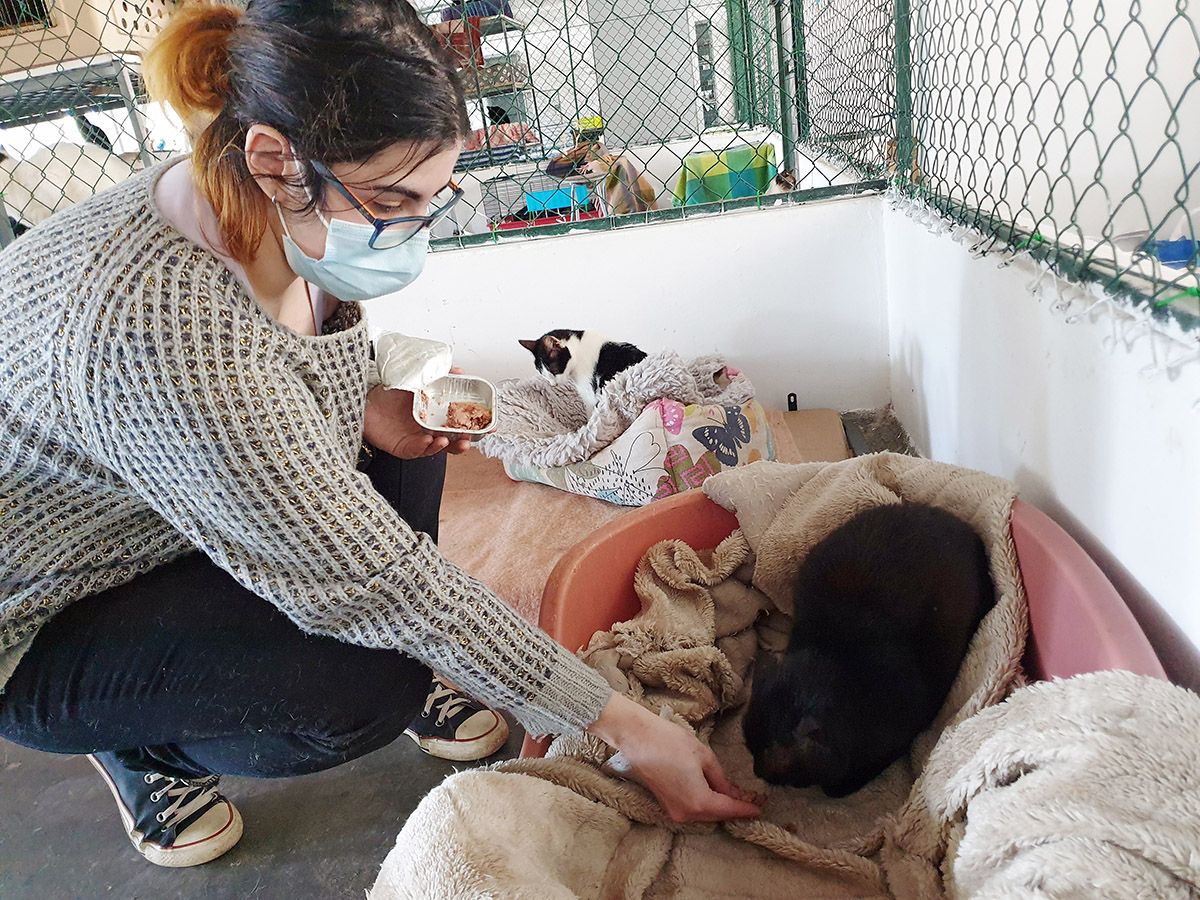 Gondomar protege a sus 70 gatos callejeros