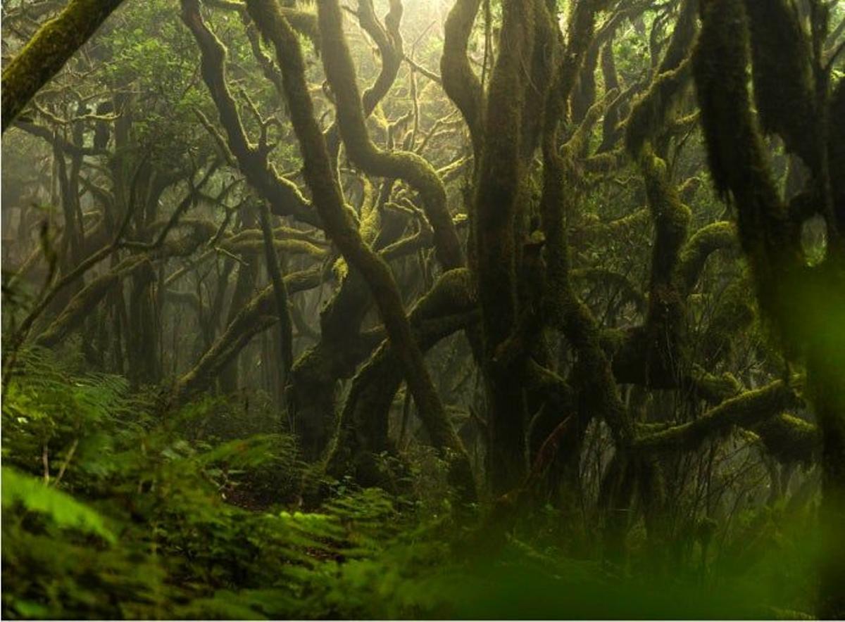 Piérdete entre bosques llenos de historia