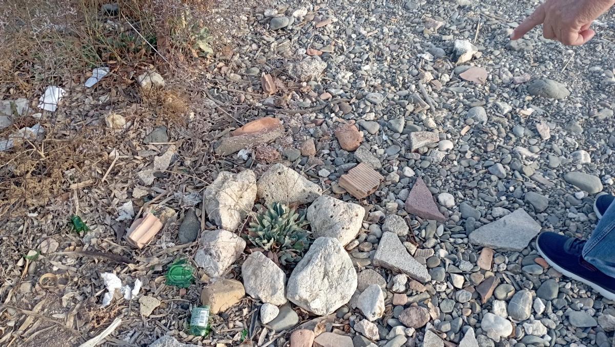 Un ejemplar de Limonium ha crecido fuera de la valla de los Baños del Carmen, y ha sido protegido con piedras por los vecinos.