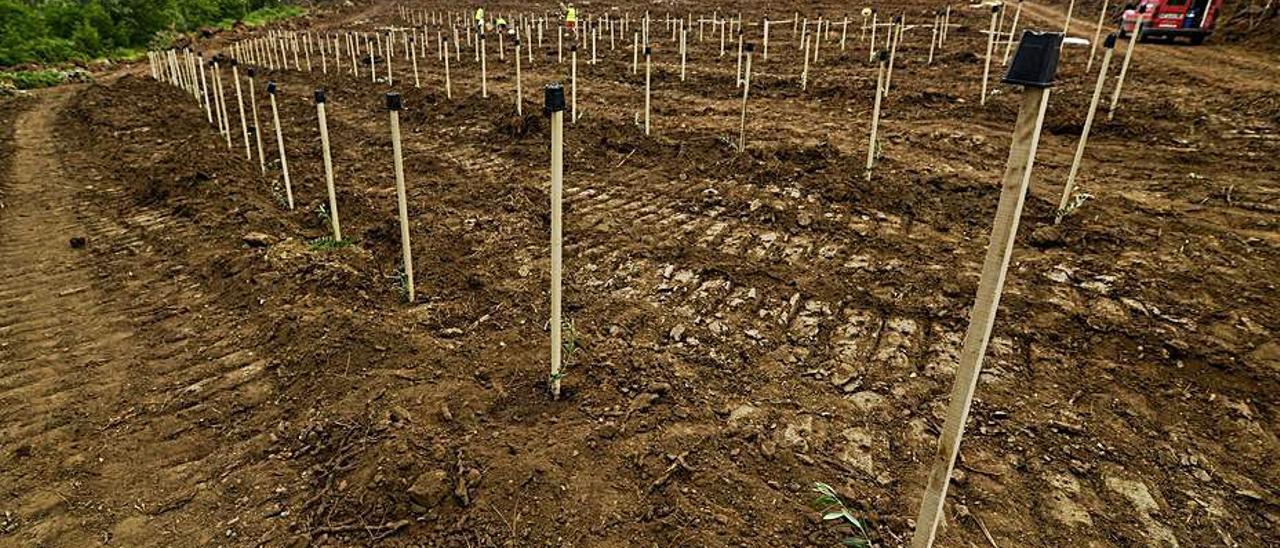 Plantaciones de olivos en la provincia.   | // IÑAKI OSORIO