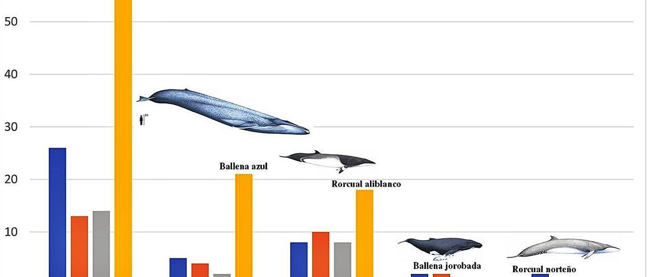 Gráfico elaborado por el BDRI para mostrar la evolución de los avistamientos de diferentes especies de ballenas. Cada avistamiento puede corresponder a uno o más individuos. En recuadro, Bruno Díaz.