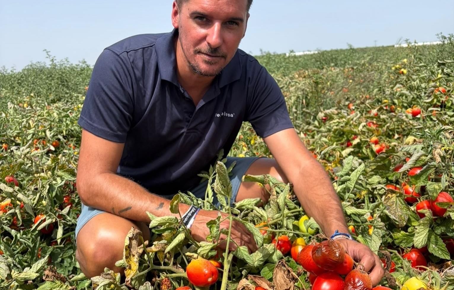 Óscar Llanos, presidente de UPA-UCE Extremadura, en una plantación de tomate.