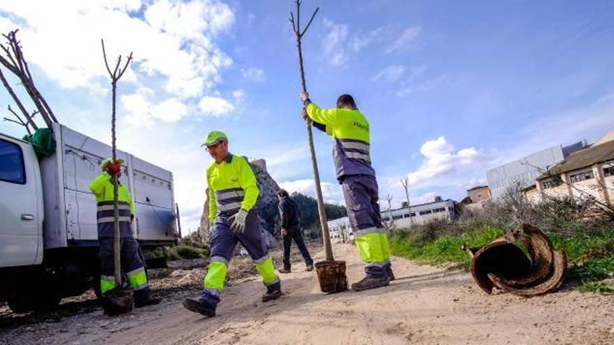 Los trabajos para plantar los primeros 200 árboles se iniciaron ayer en La Fontana de Sax.