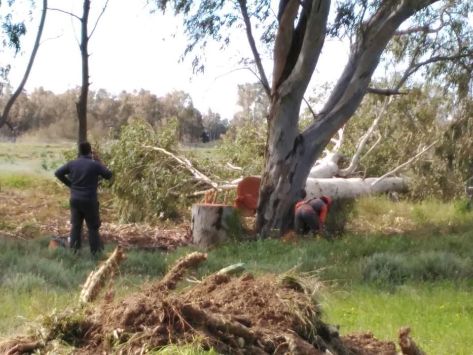 Protesta por la tala de árboles en Arraijanal