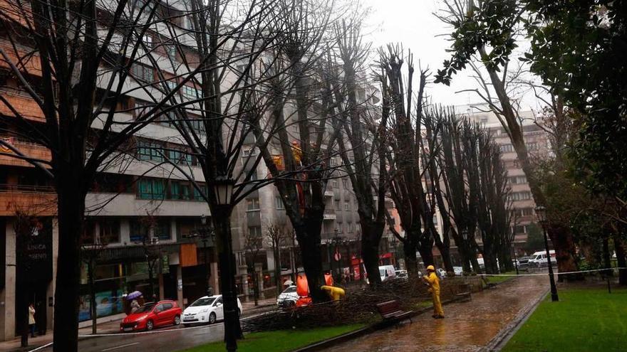 Cortan al Tráfico un carril de Toreno para podar los árboles del Campo