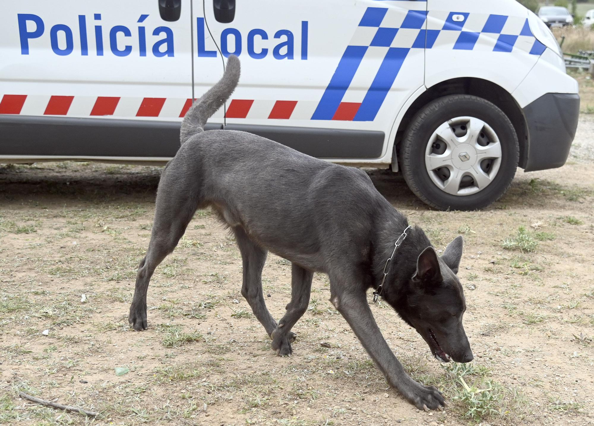 GALERÍA | Perros policía de la unidad canina de Burgos