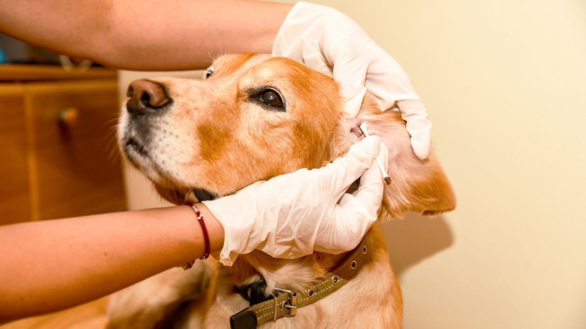 ¿Cómo limpiar las orejas de tu perro de forma segura y efectiva?
