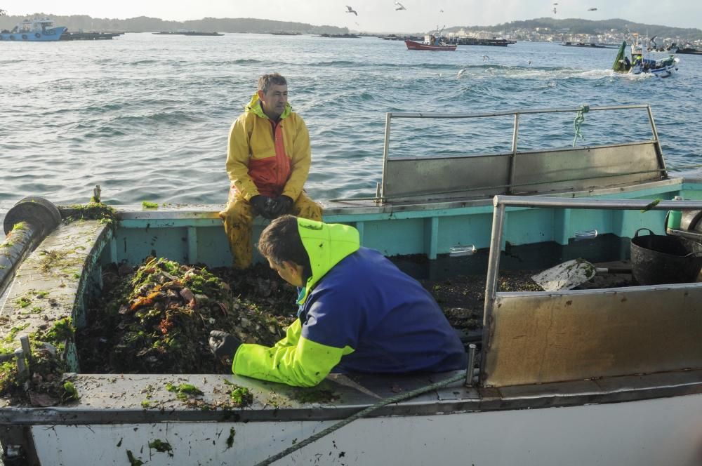 Así comenzó la temporada de la volandeira y la zamburiña en la ría de Arousa // Iñaki Abella