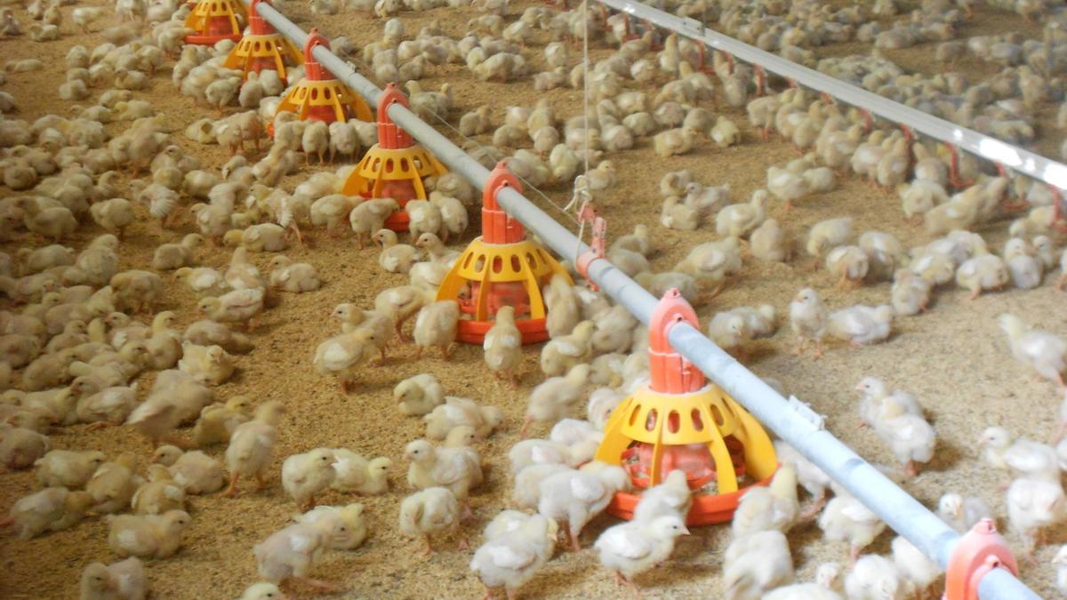 Imagen de una de las numerosas granjas de pollos de España.