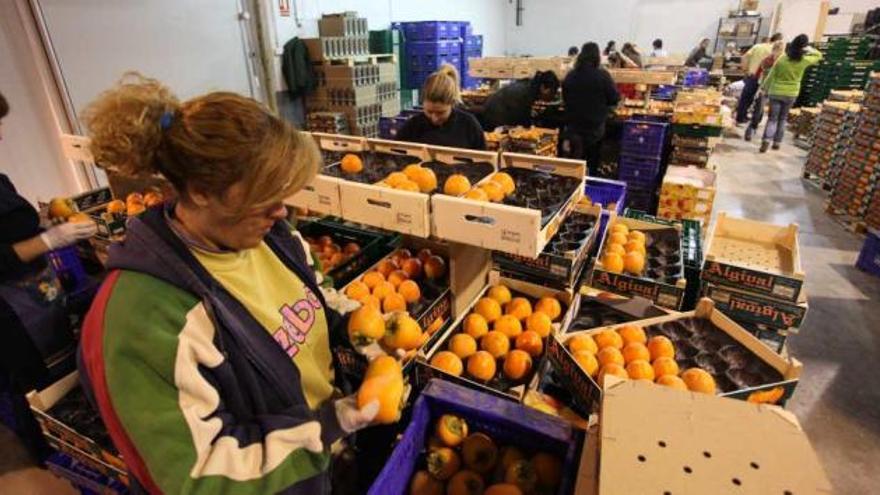 Treinta personas trabajan en la actualidad en la clasificación y comercialización de caquis en Alpatró.