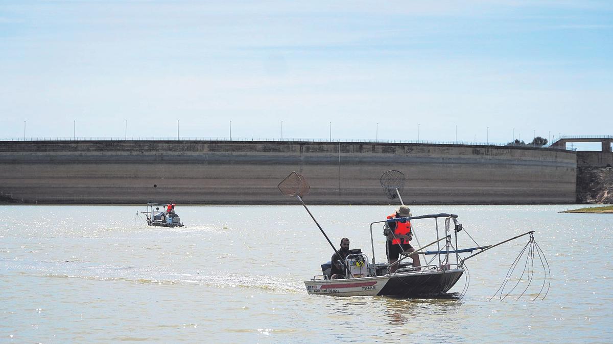 Operarios retiran peces del embalse de María Cristina, ayer.