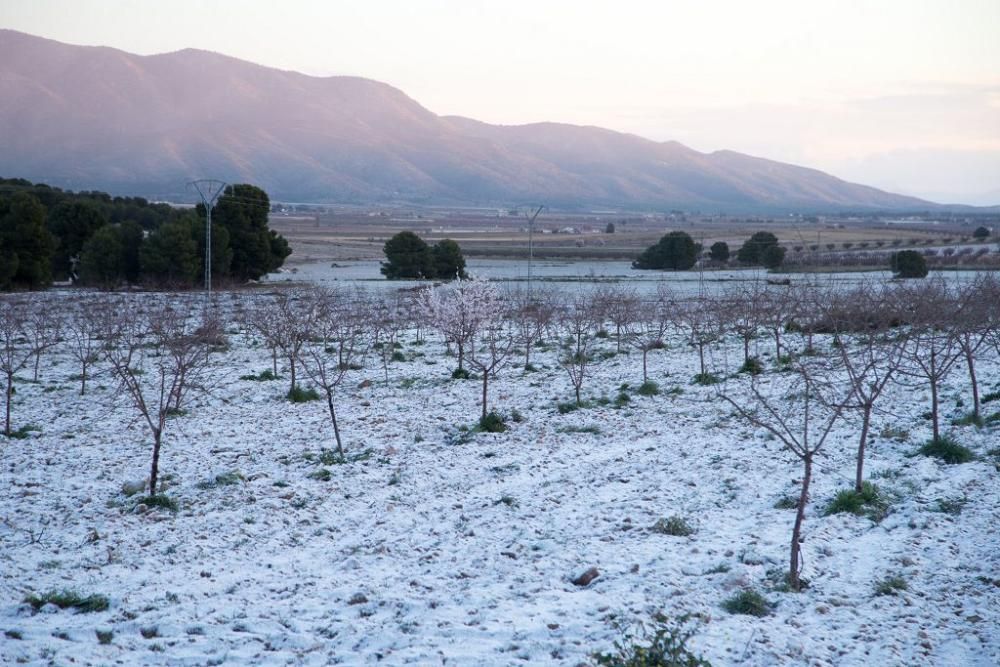 Y llegó la Floración, un manto de colores