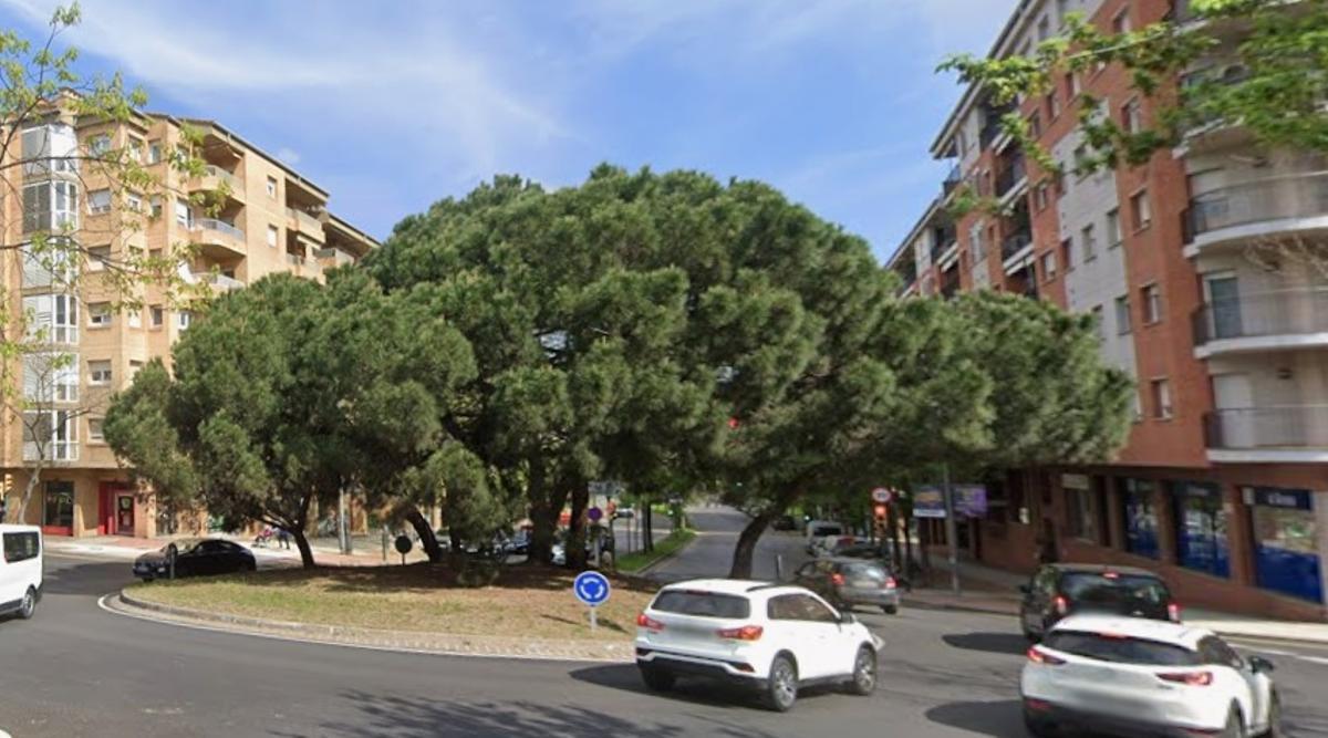 Els pins que hi havia a la rotonda.