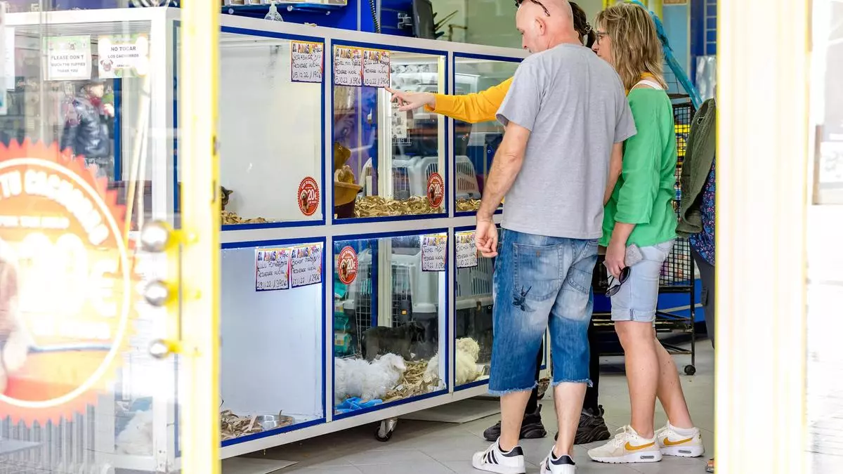 Ya está prohibido vender perros, gatos y hurones en tiendas: la multa por hacerlo es mareante