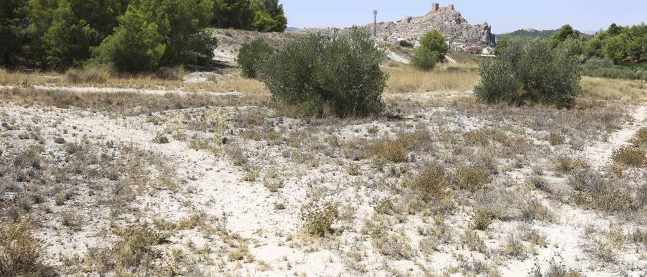 Los terrenos donde se construirá la primera planta solar de Sax, que producirá la energía que cada año consumen 5.600 habitantes.