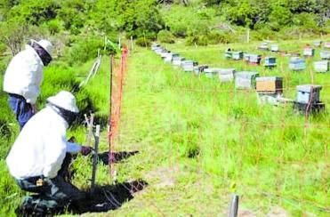 Doble cecado de malla y cable en un colmenar. | Miteco