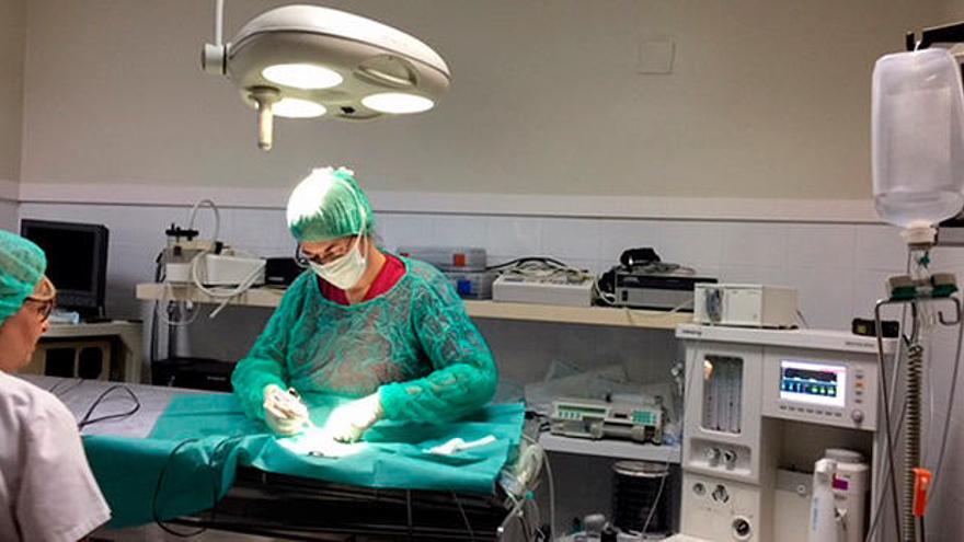 Clínica Veterinaria San Carlos: Laboratorio propio, ecografías y cirugías