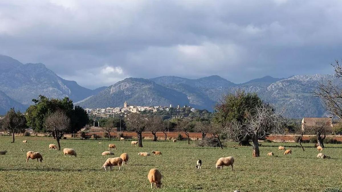 Una imagen de la finca de Talapi, en el municipio de sa Pobla.