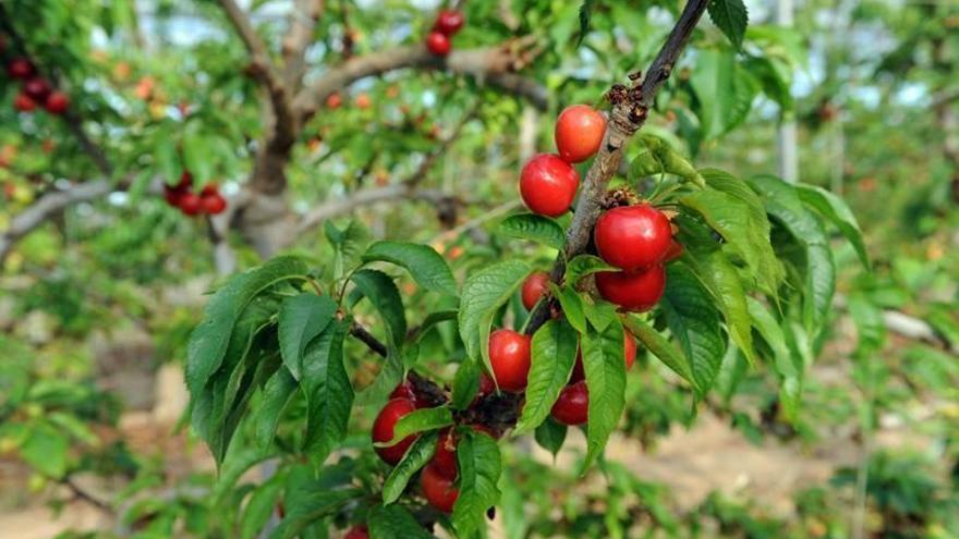 Mapama convoca al sector de la fruta de hueso en busca de mejorar su situación
