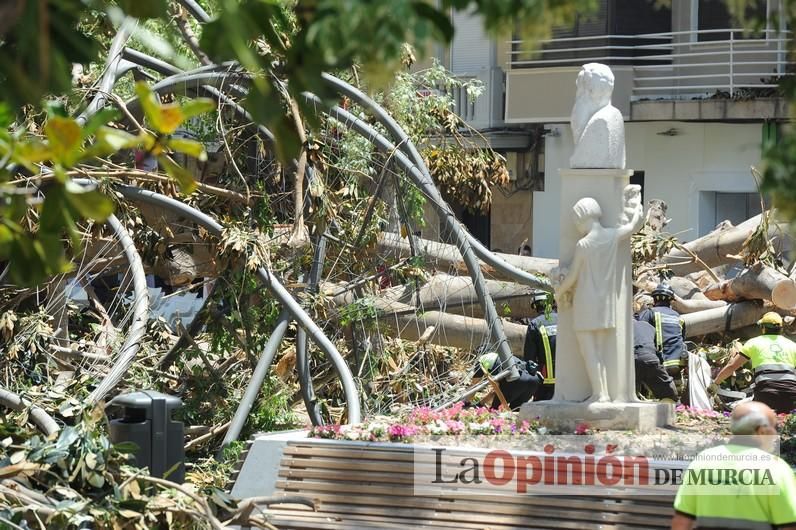 Cae parte del ficus de Santo Domingo en Murcia