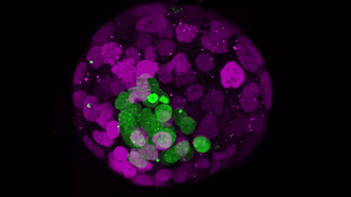 La imagen muestra un blastoide de ratón. Los blastoides son modelos demasiado simplificados para embriones.