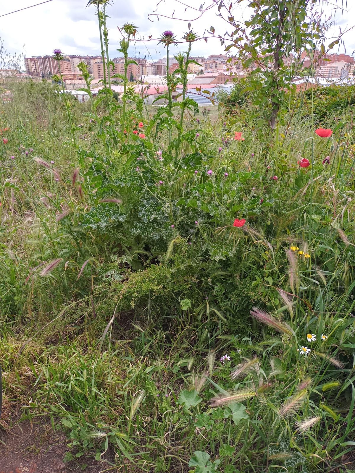 Los vecinos de Alviar en zamora, "hartos" de la maleza descontrolada en sus calles