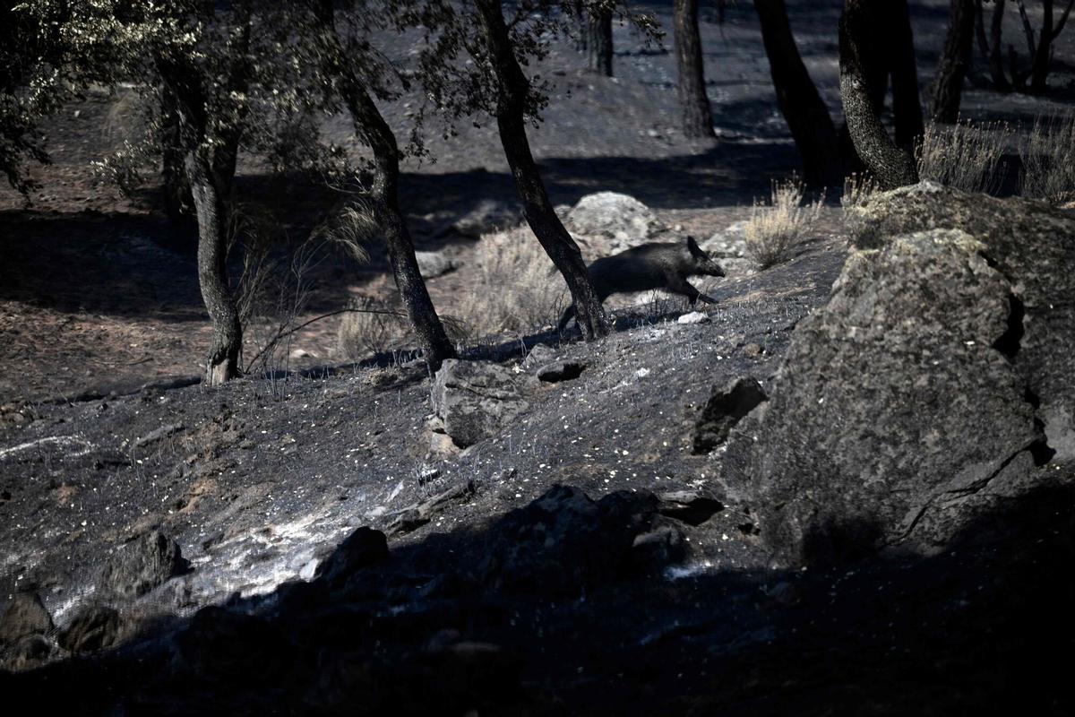 Un jabalí corre en un bosque quemado en una zona afectada por el incendio forestal de la ciudad de Navas del Rey, a 55 kilómetros al suroeste de Madrid, el 29 de julio de 2026.