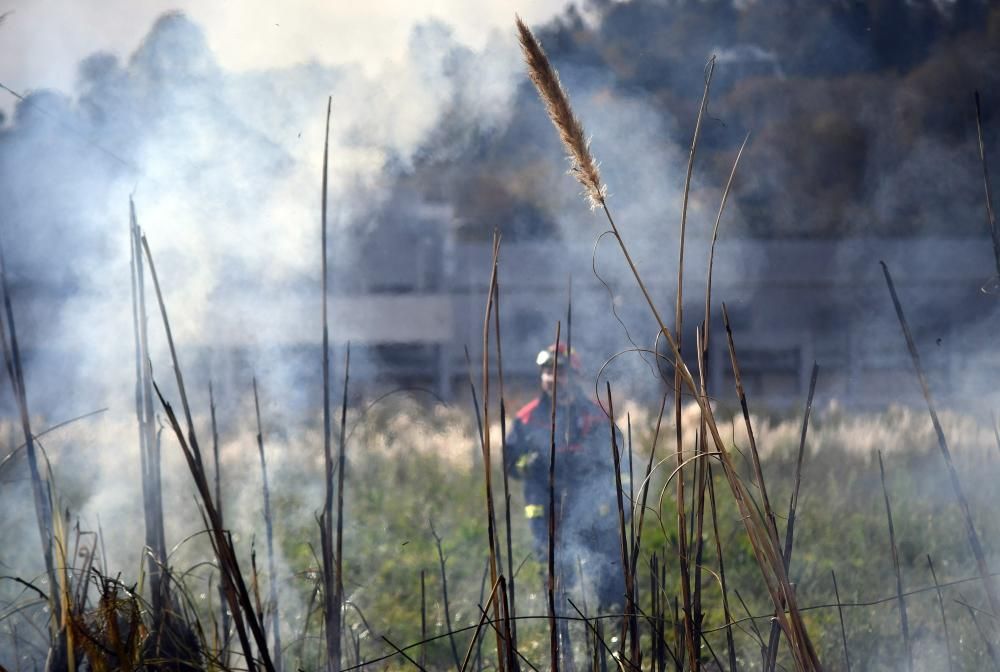 El Concello prueba cómo eliminar con fuego esta especie invasora.