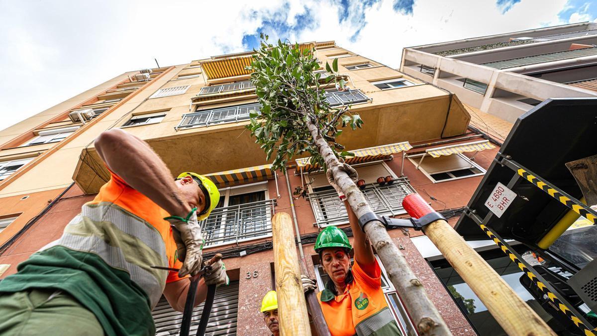 Operarios trasplantan un árbol en la calle Muntanya de L'Hospitalet.