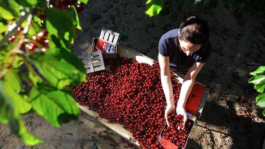 Los cereceros prevén recolectar unas 18.000 toneladas de fruta