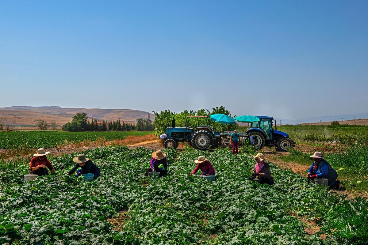 El pasaporte fitosanitario es una garantía para evitar la llegada de plagas