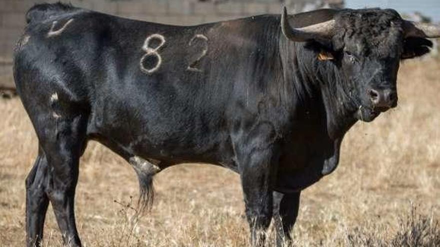 &quot;Cacharrero&quot; será el I Toro de la Asunción.