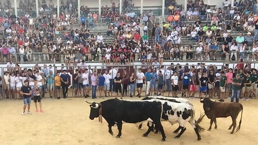 Las capeas centran la atención de la programación de las fiestas de Trujillo