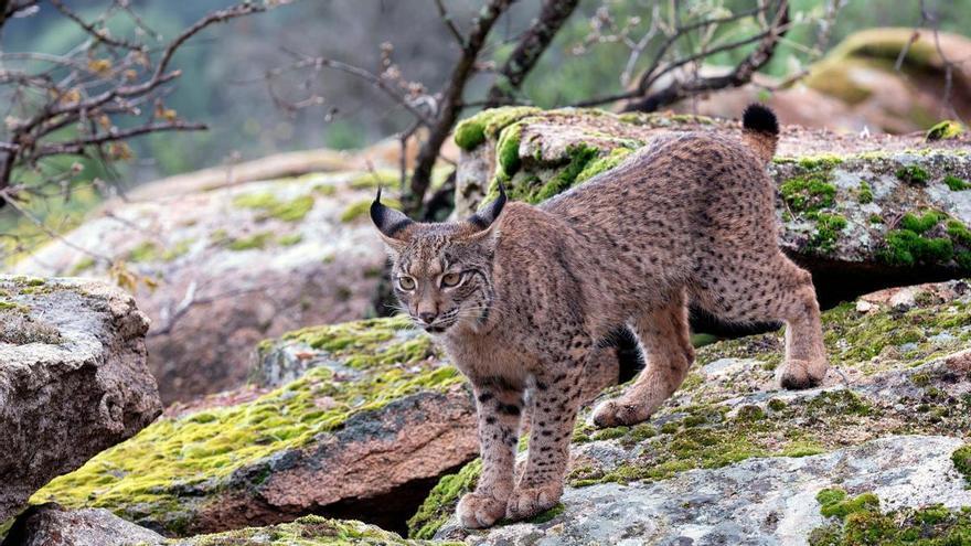 Ni Doñana, ni la Sierra de Andújar: el nuevo hogar del lince ibérico es un pueblo de 740 habitantes y es uno de los mayores éxitos de conservación de Europa
