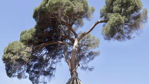 Pi den Xandri, el árbol más emblemático de Collserola