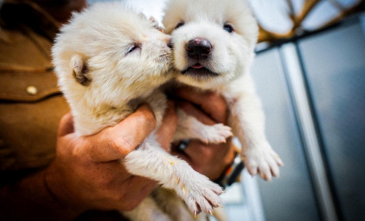 Cachorros de lobo huargo