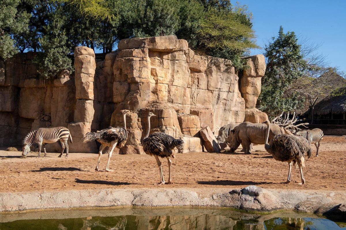 BIOPARC Valencia está considerado uno de los mejores parques de animales del mundo.