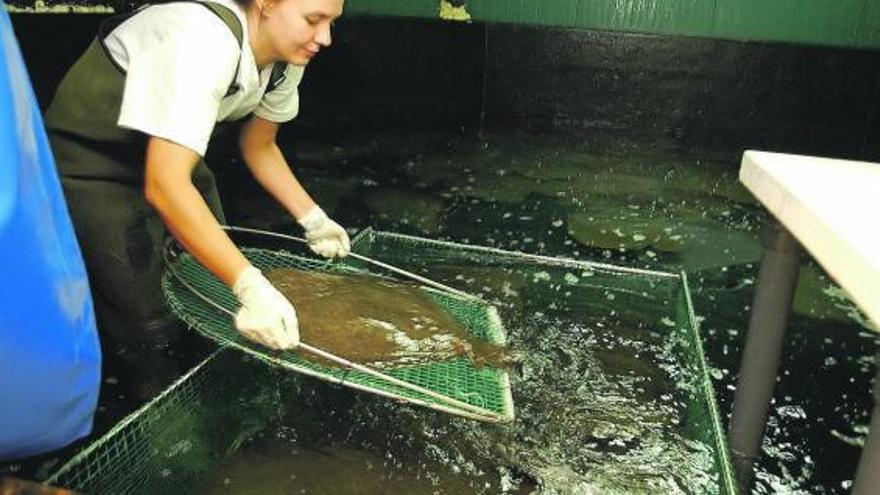 Una empleada de una piscifactoría gallega selecciona un ejemplar de rodaballo.  // Carmen Giménez