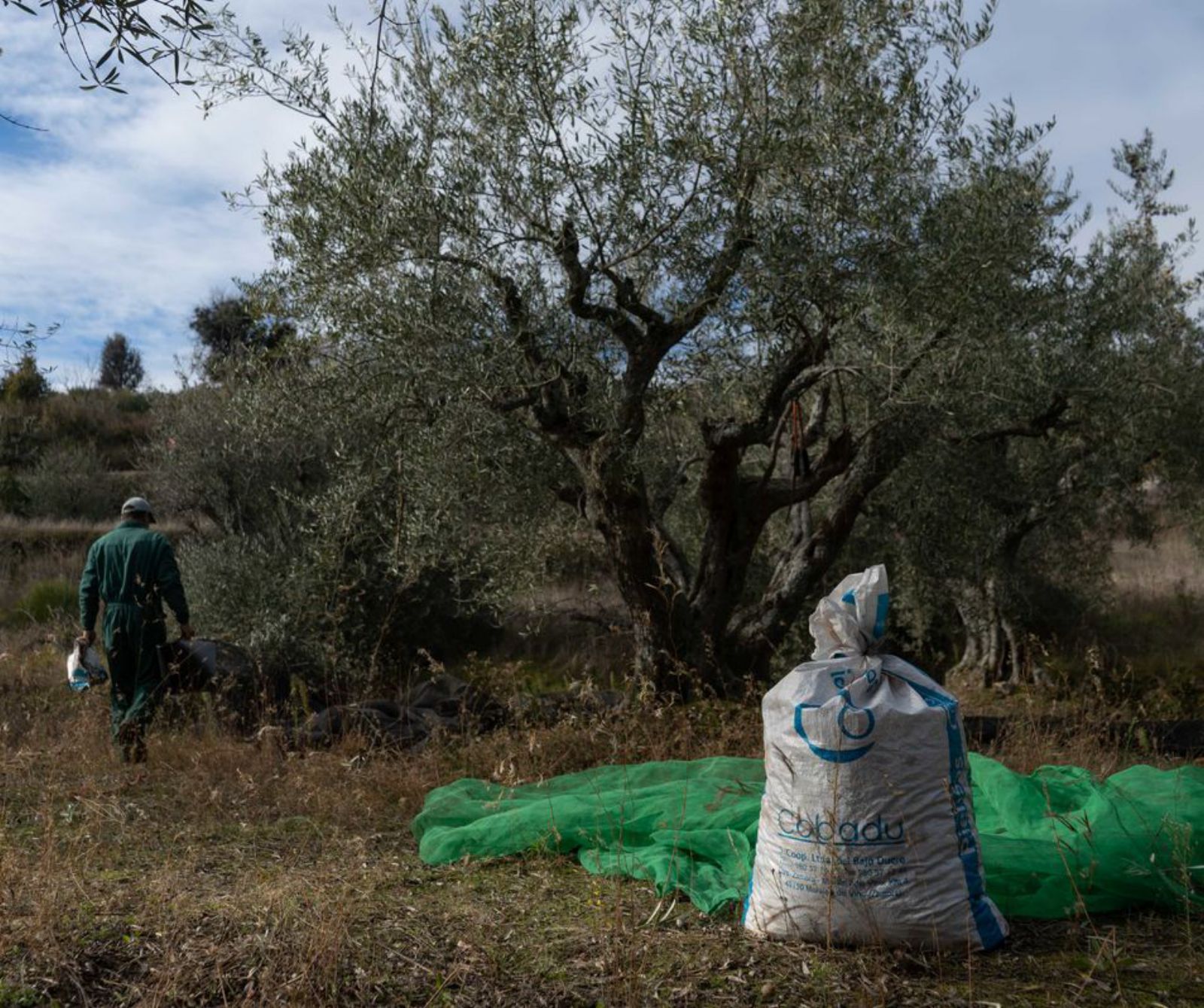 La aceituna despierta el campo fermosellano