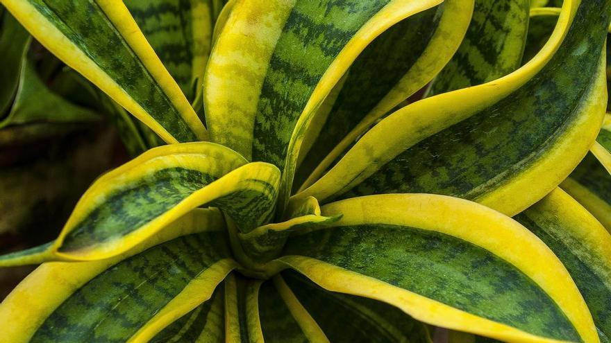 Aquestes són les plantes d&#039;interior per aconseguir una casa més fresca a l&#039;estiu