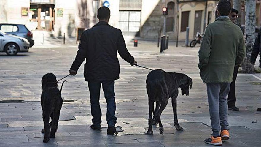 Una persona passeja dos gossos pel carrer