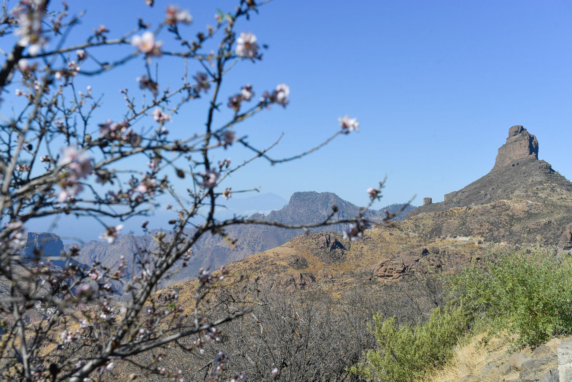 Almendros en flor en Tejeda