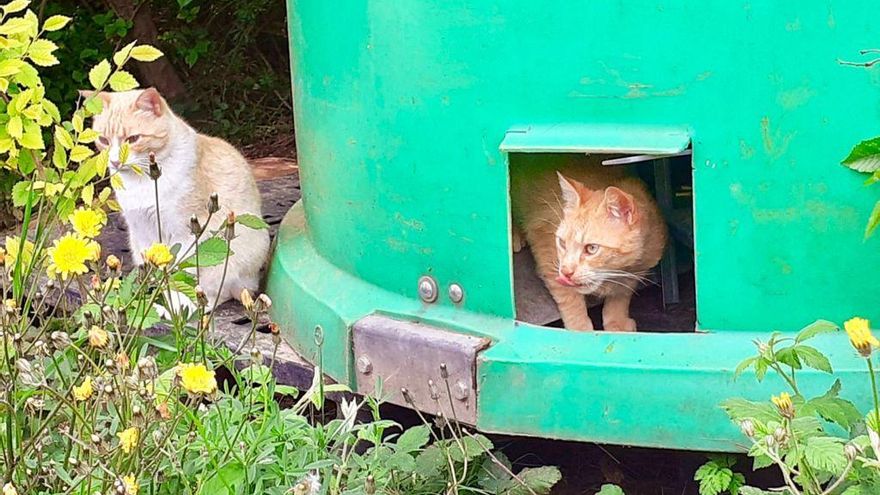 De contenedores de basura a refugios para gatos en una población de Castellón