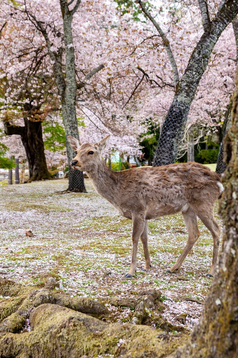 Visitar Nara cuando los cerezos están en plena floración es una gran opción.