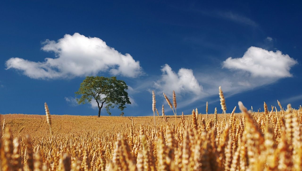 Campo de cereales.